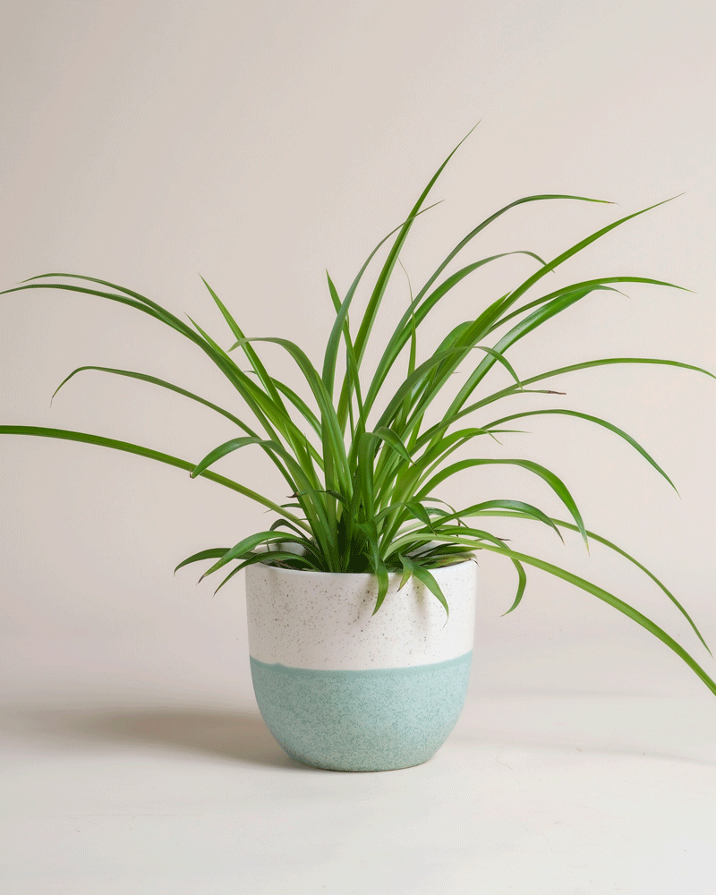 feey-gr-ne-gr-nlilie-chlorophytum-comosum-green-hydro image 4