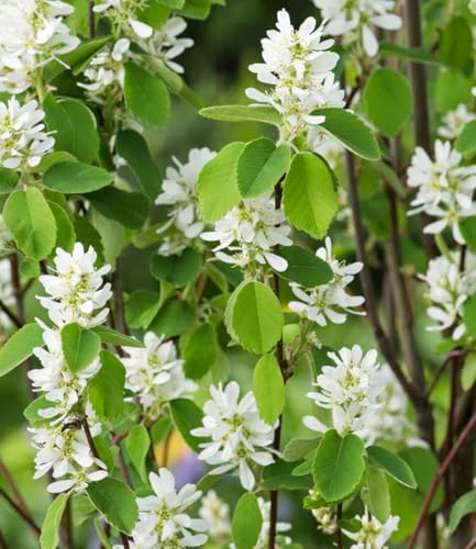 baldur-garten-felsenbirne-amelanchier-greatberry-garden-9x9-cm-topf image 8