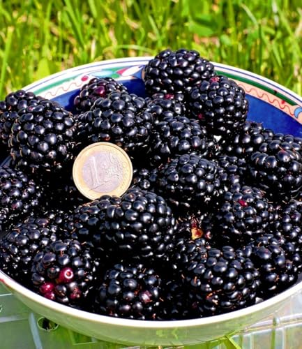 baldur-garten-zuckerbrombeere-asterina-2-liter-topf-stachellos image 6