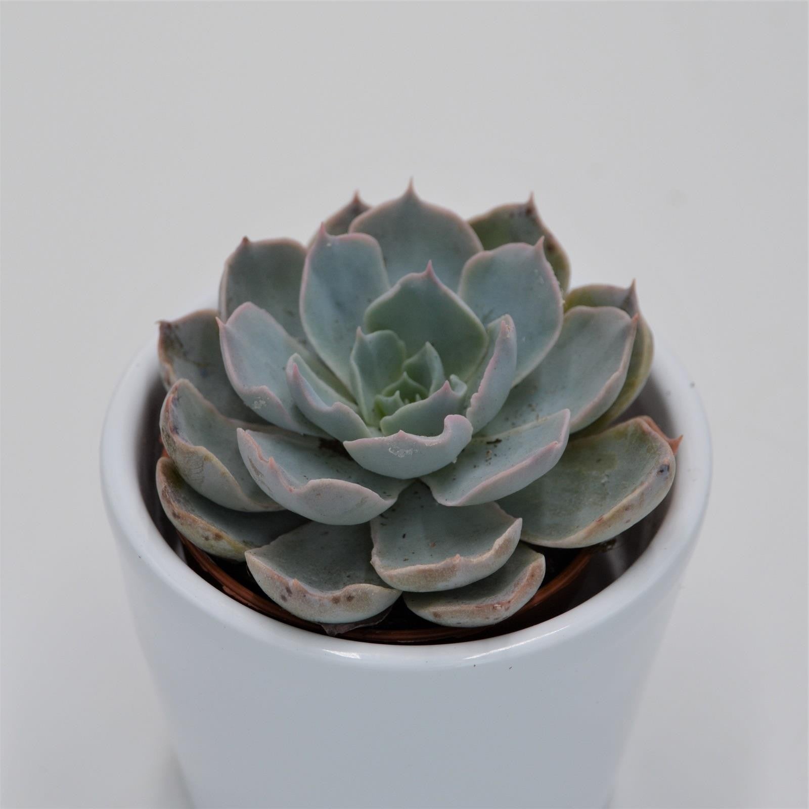 pasiora-echeveria-peacockii-sukkulente-5-5cm image 3