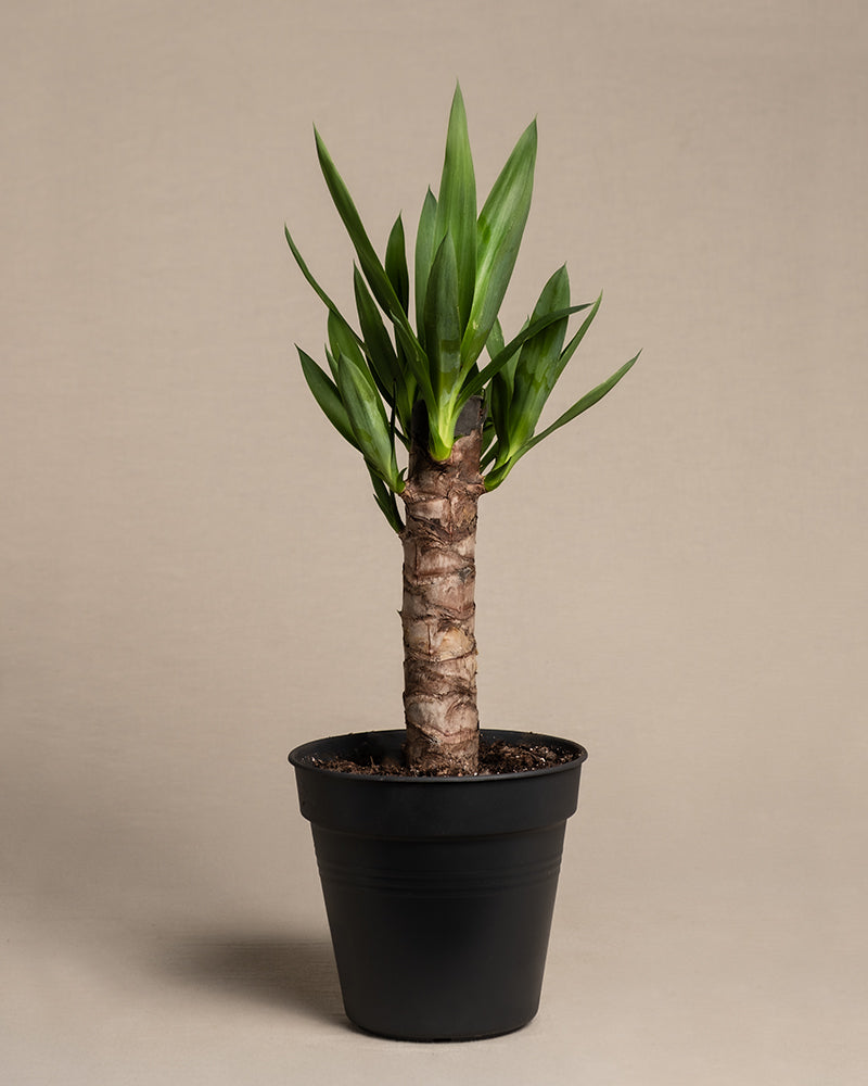 feey-kleine-yucca-yucca-elephantipes-zimmerpflanze image 3