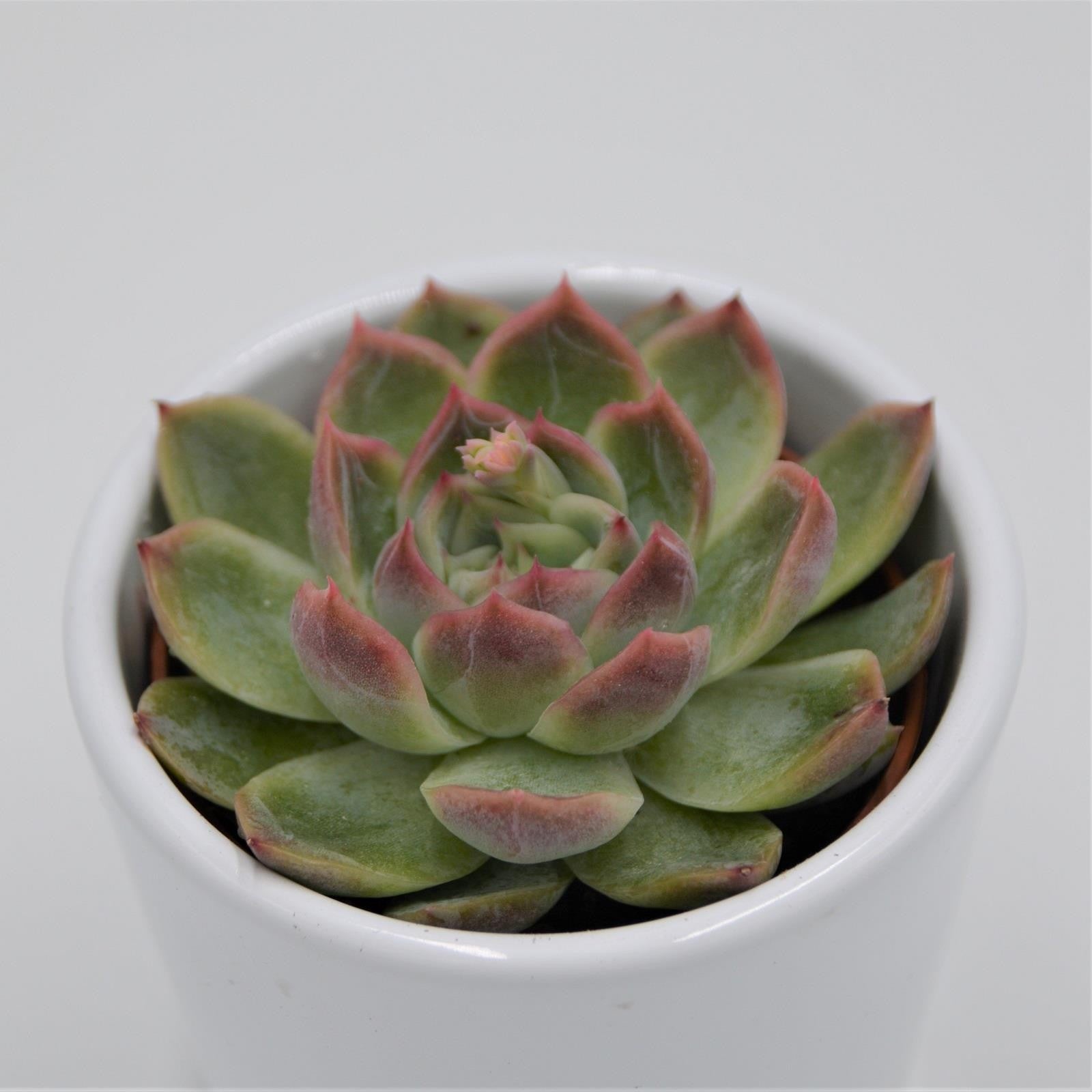 pasiora-echeveria-green-gem-6-cm-topf image 1