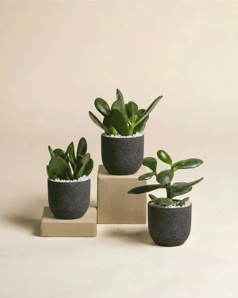 feey-baby-geldbaum-3er-set-crassula-ovata-zimmerpflanze image 6