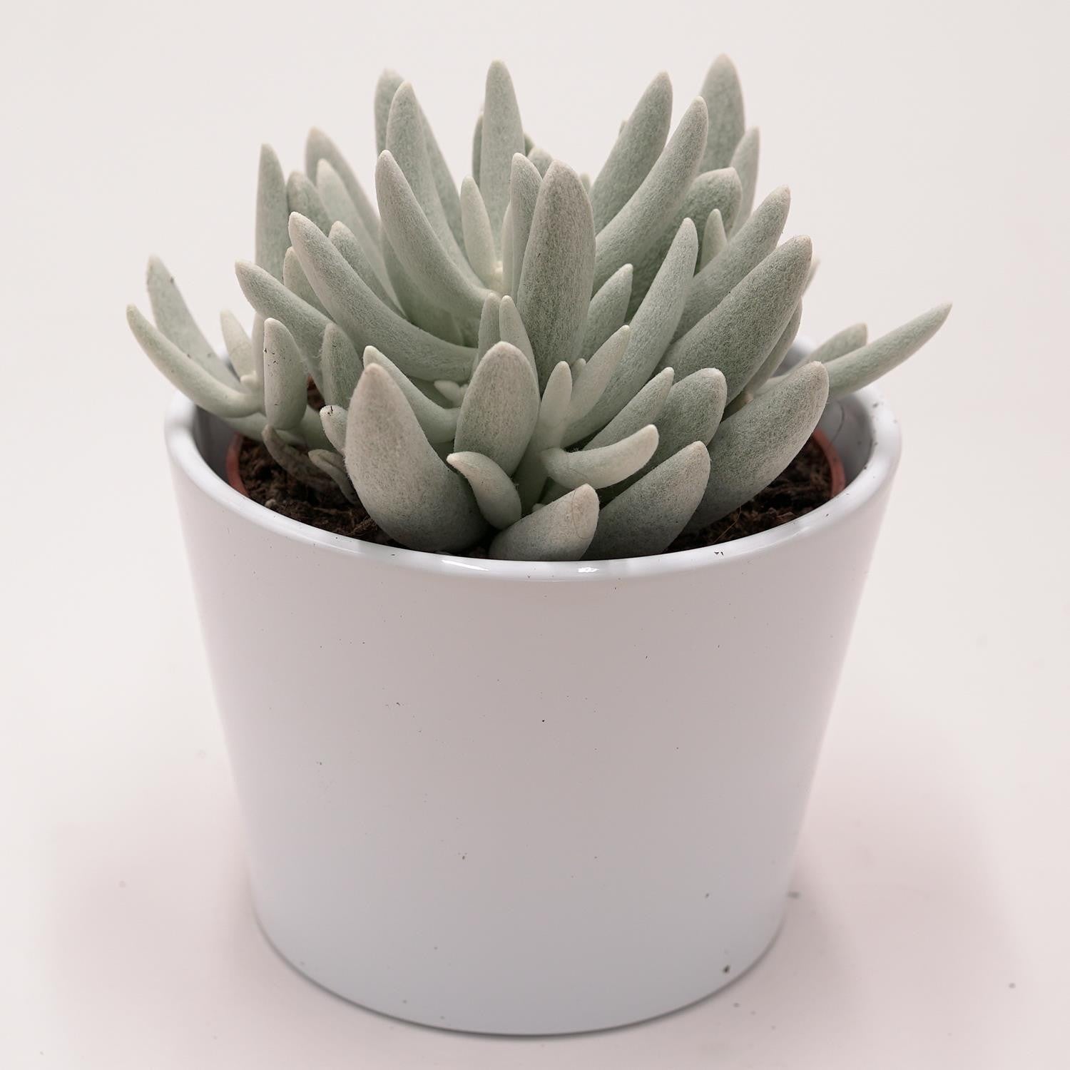 pasiora-senecio-haworthii-sukkulente-10-5-cm-topf image 3