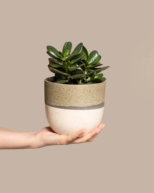 feey-geldbaum-crassula-ovata-pfennigbaum-gl-cksbaum-klein image 1