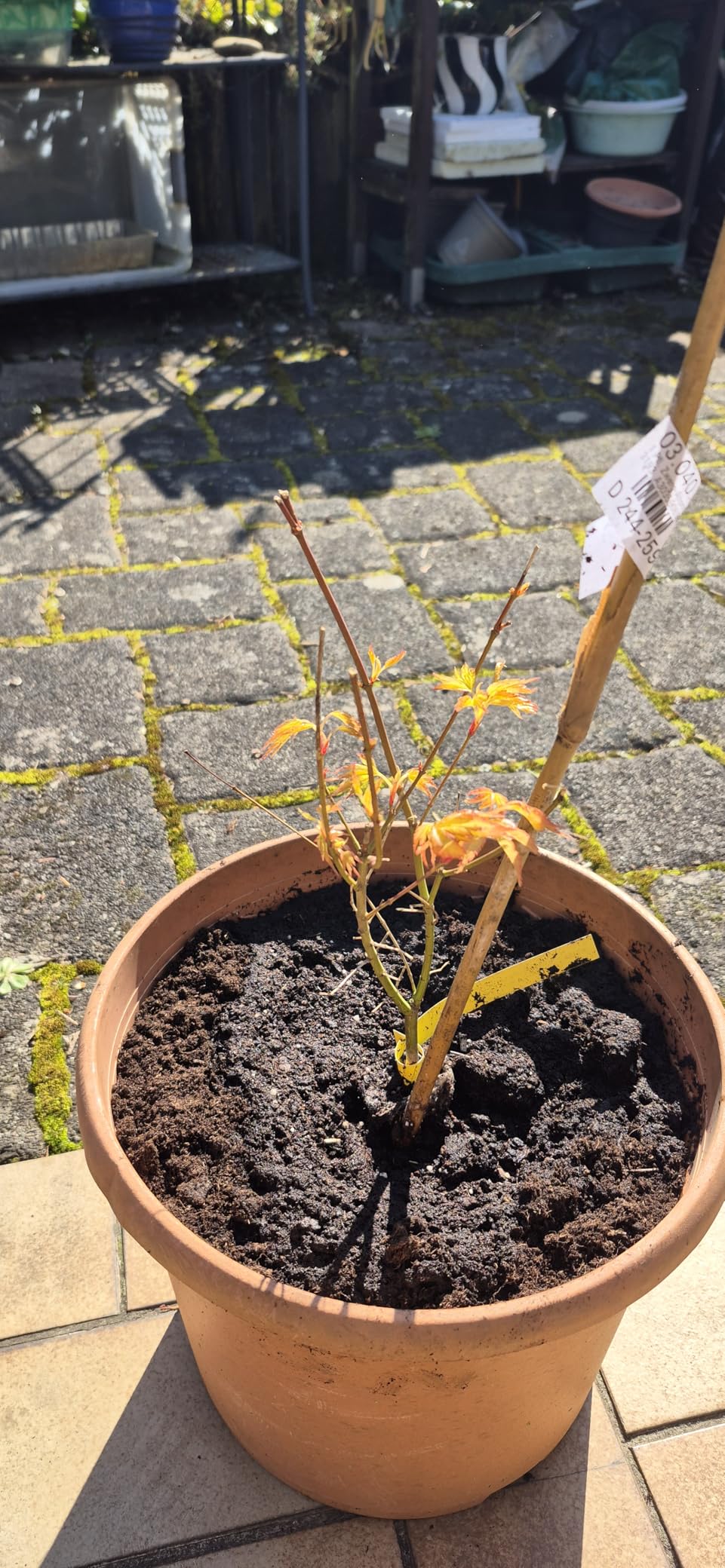 Gesunde Jungpflanzen