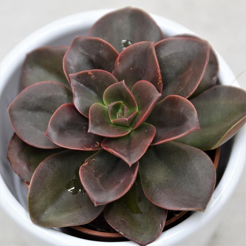 pasiora-echeveria-melaco-sukkulente-5-5-cm-topf image 1