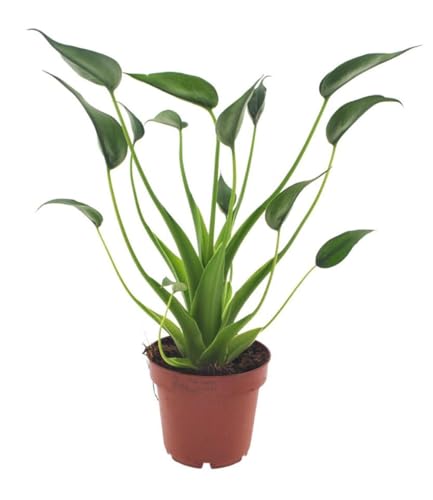 baldur-garten-alocasia-tiny-dancers-zimmerpflanze-im-12-cm-topf image 4