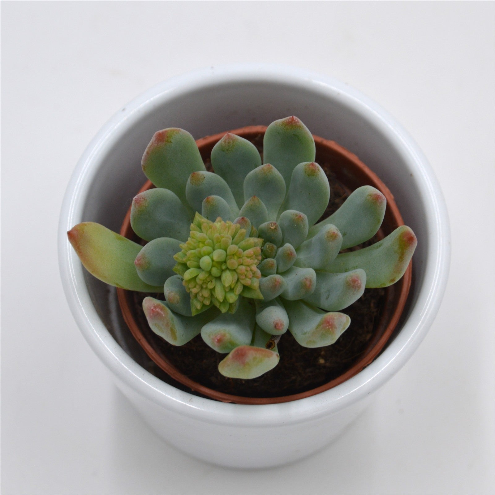pasiora-x-sedeveria-blue-elf-sukkulente-im-5-5cm-topf image 3