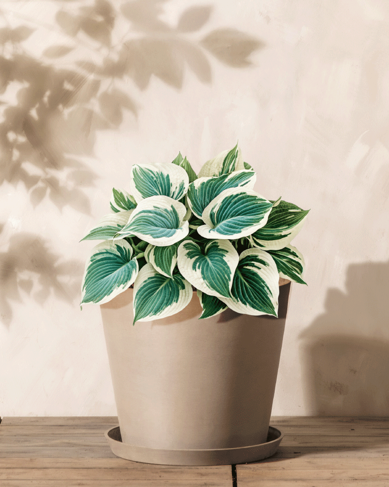 feey-hosta-blau-beige-knollenpflanze-rhizome-f-r-schatten image 1