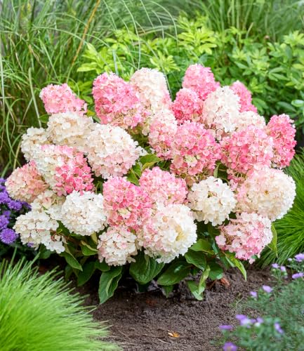 baldur-garten-rispen-hortensie-living-little-blossom-hydrangea-im-9x9-cm-topf image 5