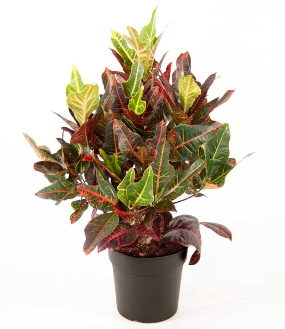 baldur-garten-wunderstrauch-kroton-excellent-zimmerpflanze-55-65-cm-im-17-cm-top image 4