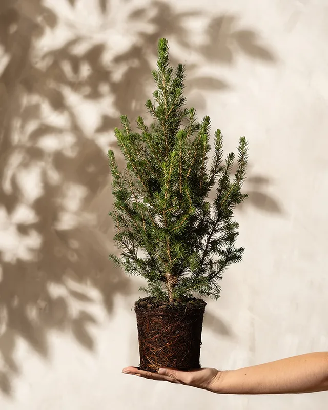 feey-tannenbaum-zuckerhutfichte-picea-glauca-december-im-topf image 1