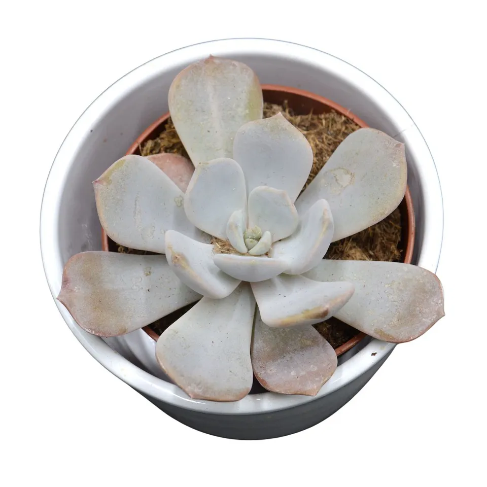 pasiora-x-pachyveria-asante-sana-sukkulente-8-5-cm-topf image 1