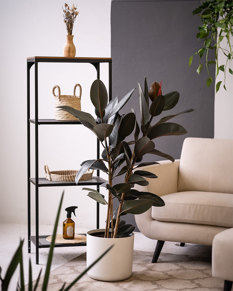 feey-gummibaum-xl-zimmerpflanze-ficus-elastica-abidjan image 4