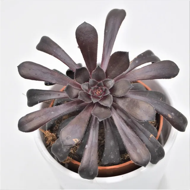 pasiora-aeonium-arboreum-schwarzkopf-8-5cm-topf-sukkulente image 1
