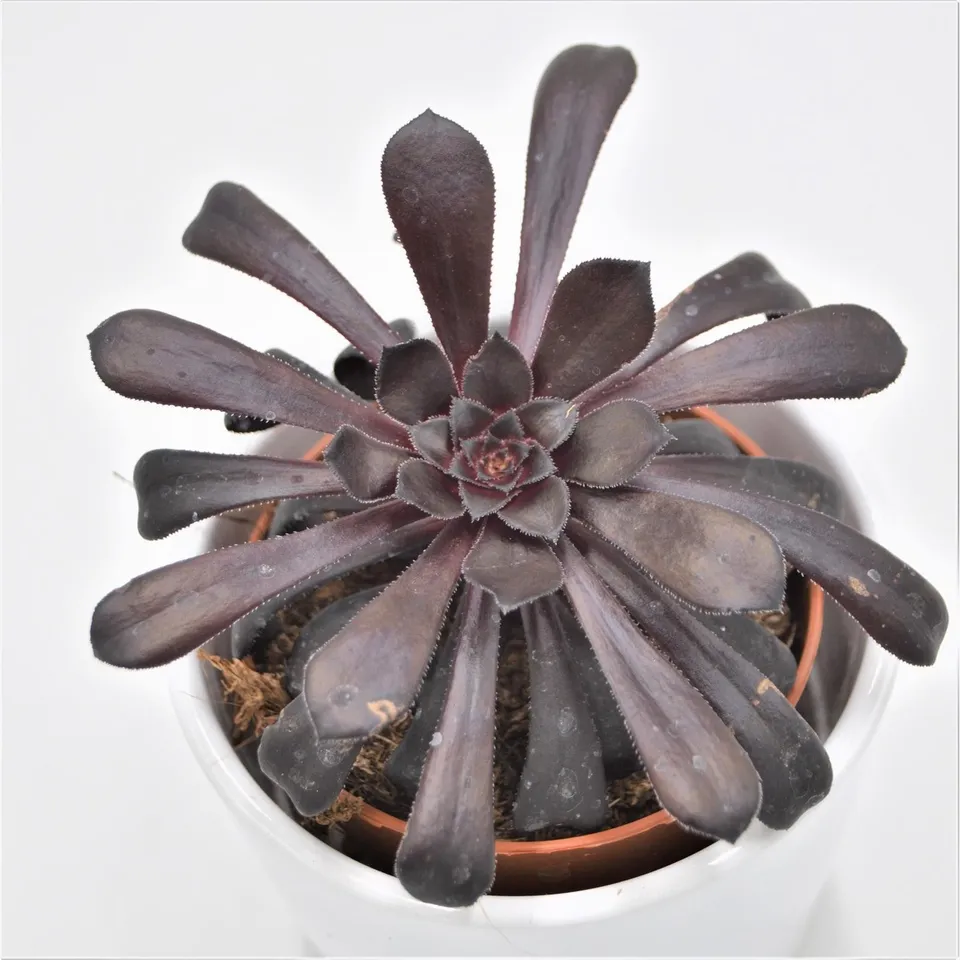 pasiora-aeonium-arboreum-schwarzkopf-8-5cm-topf-sukkulente image 1