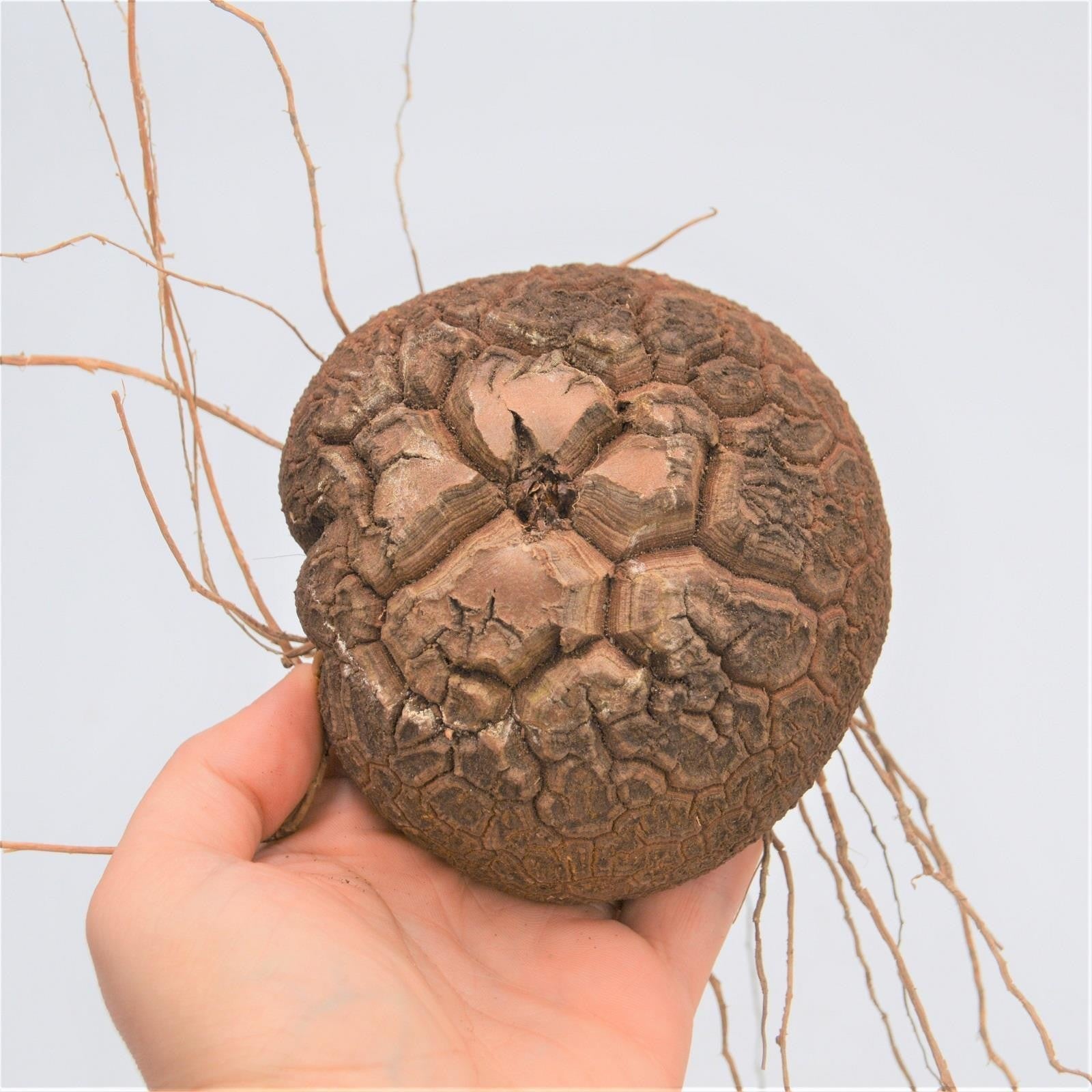 pasiora-dioscorea-elephantipes-caudex-5-7-cm image 1