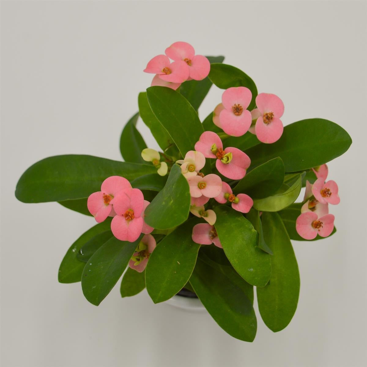 pasiora-euphorbia-milii-rhea-rosa-sukkulente-6cm-topf image 1