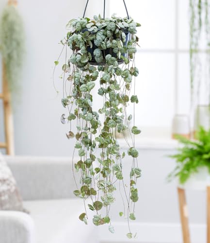baldur-garten-leuchterblume-ceropegia-h-ngepflanze-im-11-cm-topf image 5