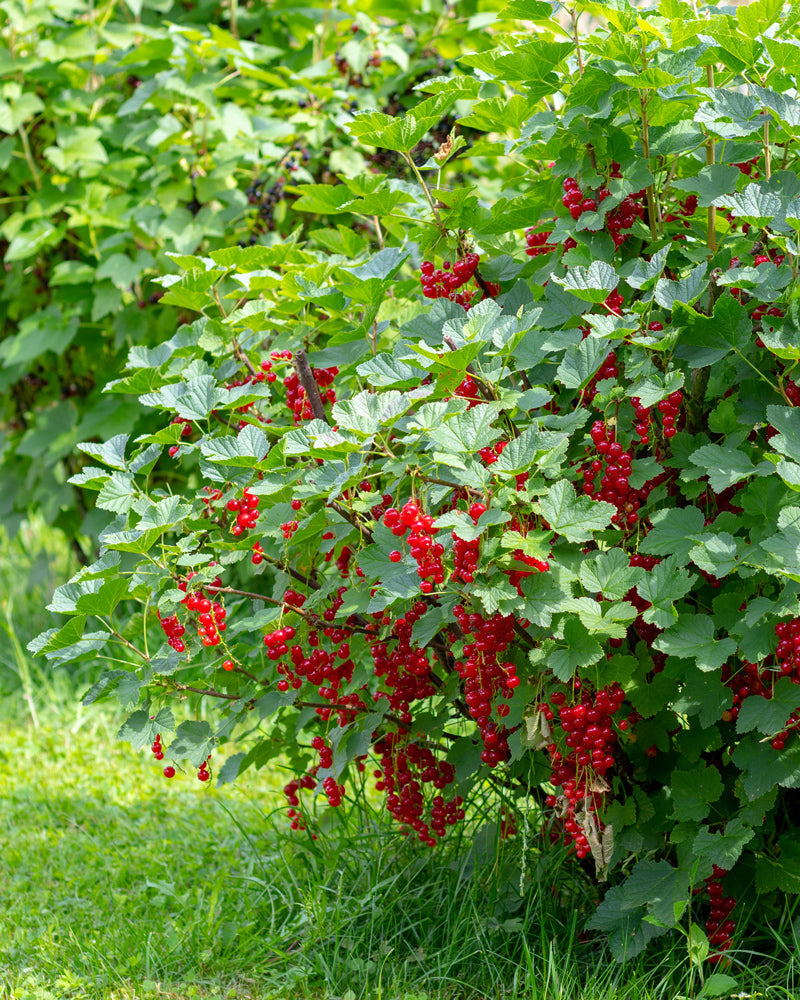 feey-rote-johannisbeere-jonkheer-van-tets-beerenpflanze image 2