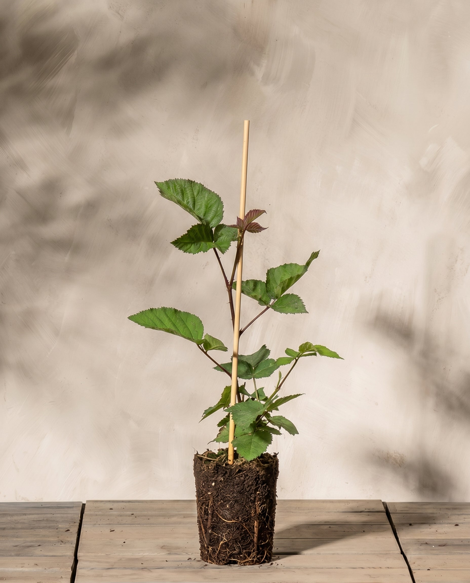 feey-brombeere-black-satin-rubus-fruticosus image 3
