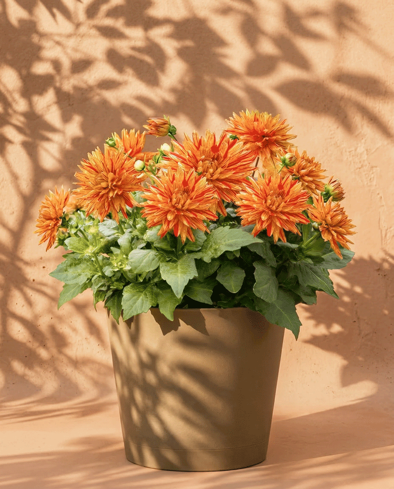feey-dahlien-hellorange-knollenpflanze-dahlia-striped-vulcan image 5