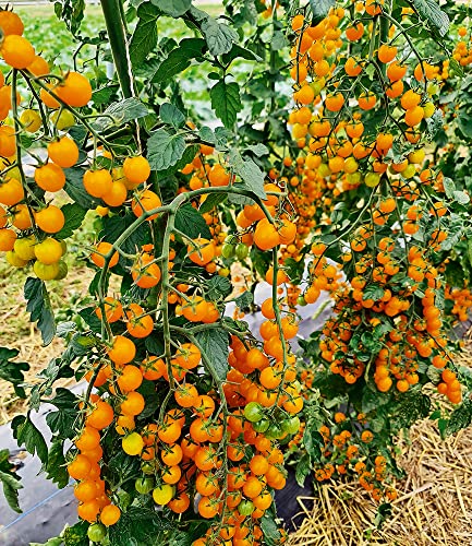 baldur-garten-snack-tomate-perlino-gelb-2-pflanzen-im-10-5-cm-topf image 6