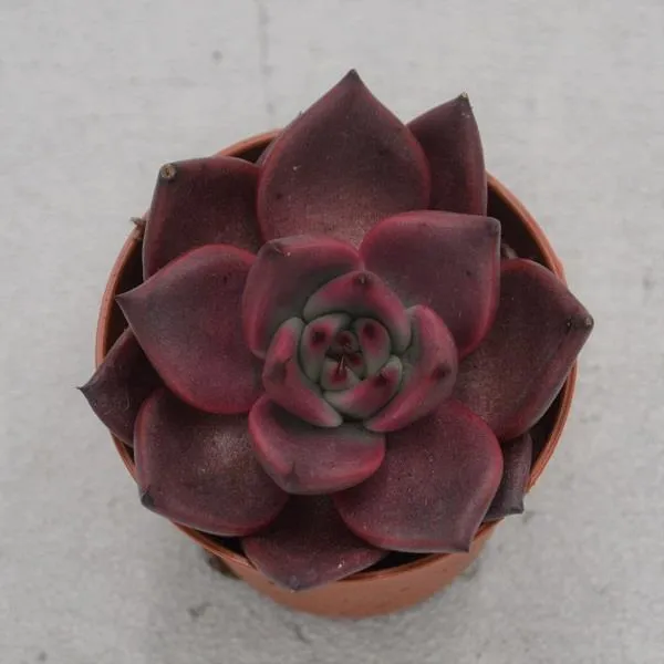 pasiora-echeveria-agavoides-romeo-5-5cm-dunkelrote-rosette image 1