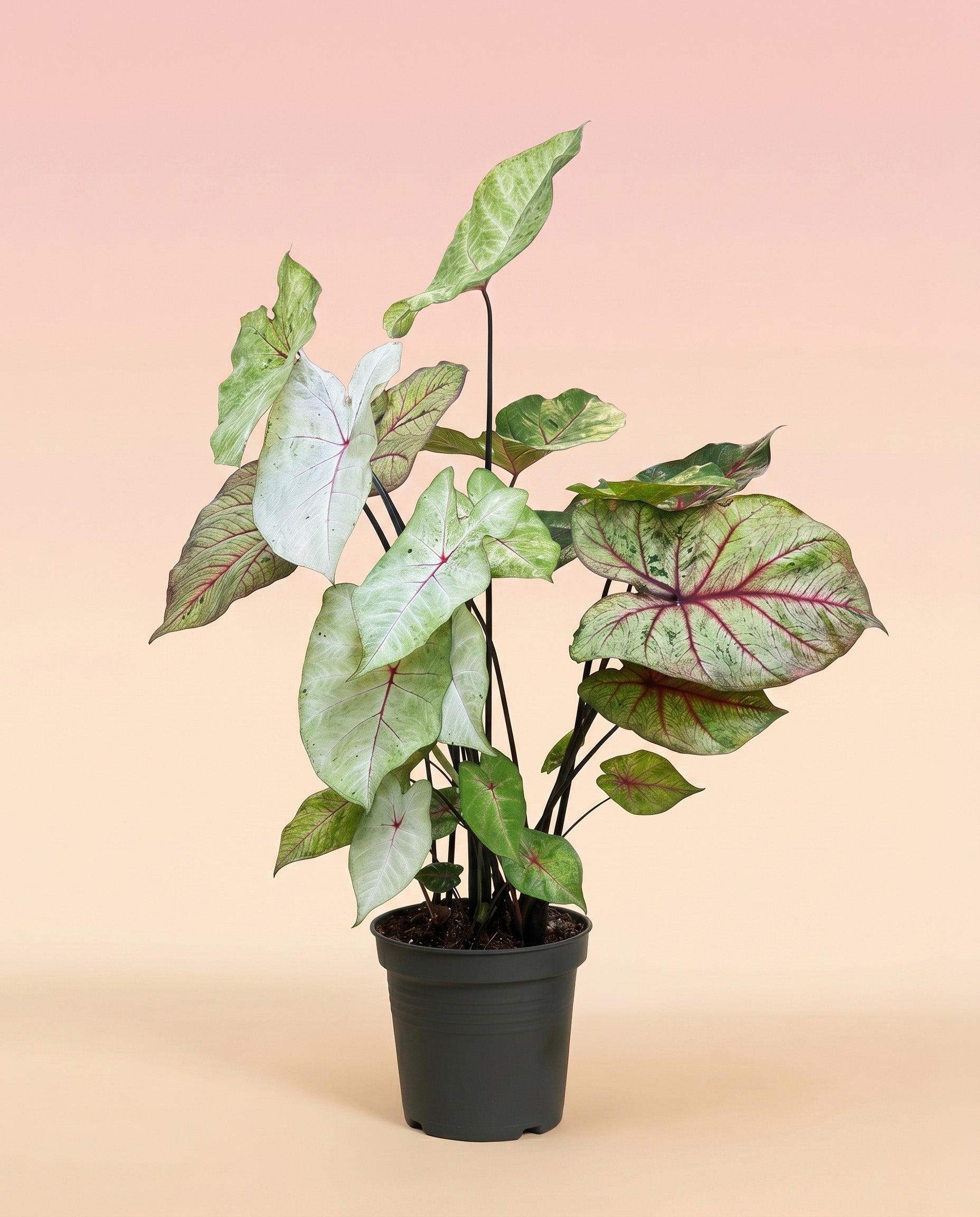 feey-caladium-autumn-beauty-gro-e-saisonale-zimmerpflanze image 3