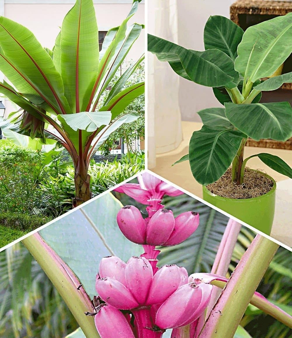 baldur-garten-musa-banana-tropicana-pflanze-im-12-cm-topf image 6