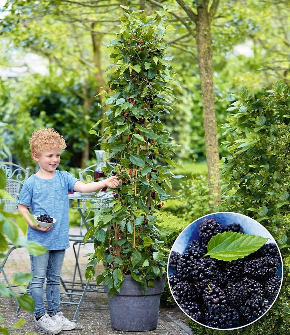 baldur-garten-maulbeere-bonbon-berry-pflanze-im-13-cm-topf image 2