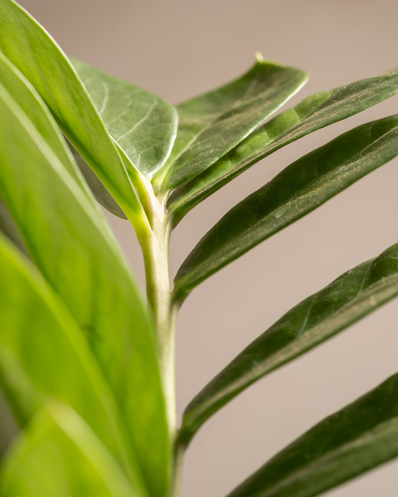 feey-gro-e-gl-cksfeder-zamioculcas-zamiifolia-zimmerpflanze image 2