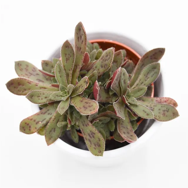 pasiora-crassula-exilis-subsp-picturata-sukkulente-5-5cm-topf image 1