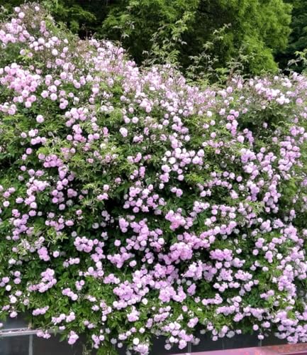 baldur-garten-rambler-rose-paul-s-himalayan-musk-rambler image 5
