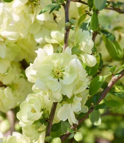 baldur-garten-zierquitte-lemon-sorbet-bl-tenstrauch-im-9x9-cm-topf-150-200-cm image 5