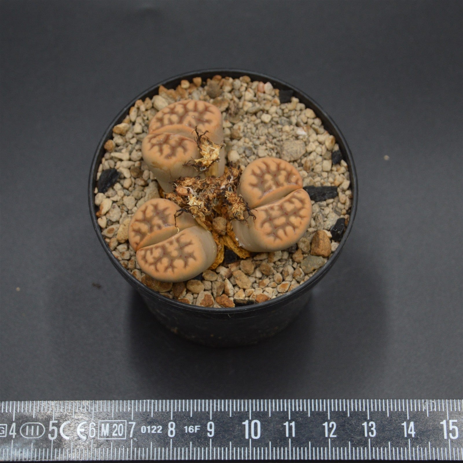 pasiora-lithops-c285-lebende-steine-sukkulente-einzelst-ck-rarit-t image 2