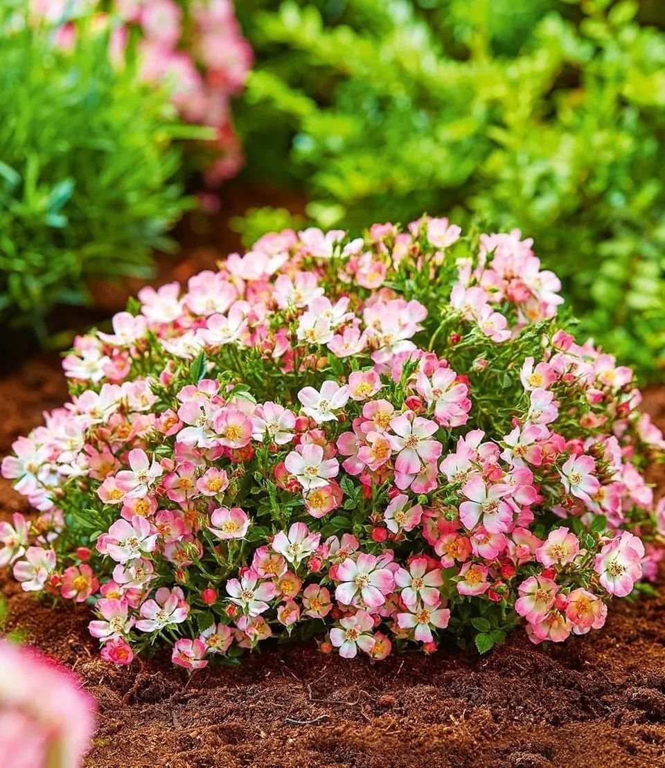 baldur-garten-alpin-rose-cutie-pie-zwerg-rose-im-9x9-cm-topf image 1