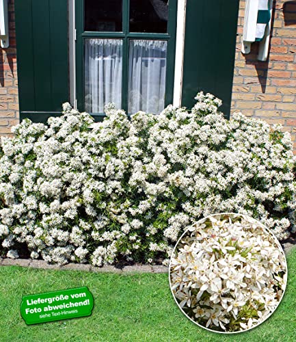 baldur-garten-orangenblume-white-dazzler-choisya-ternata-9x9-cm-topf image 8