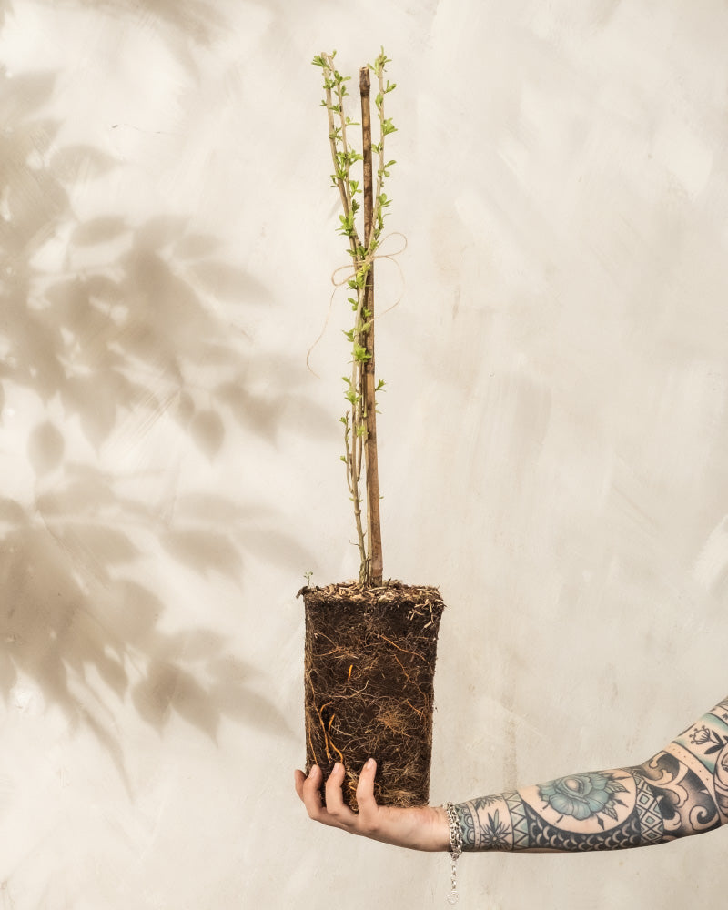 feey-goji-beere-lycium-barbarum-au-enstrauch image 1
