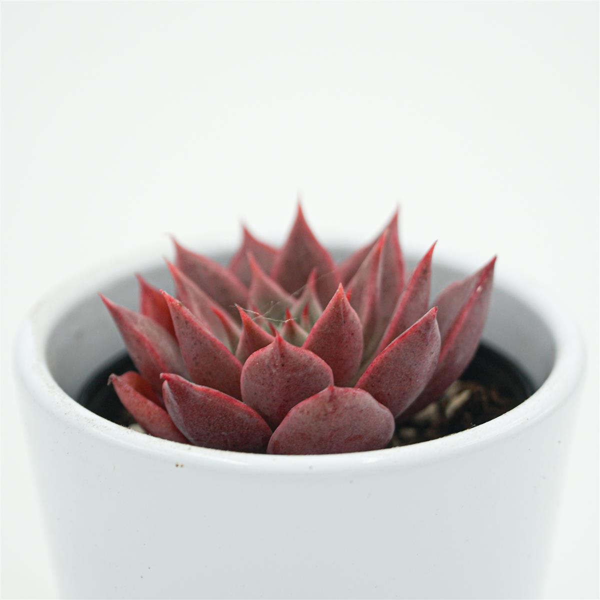 pasiora-echeveria-rosacea-echeverie-6-cm-topf image 2