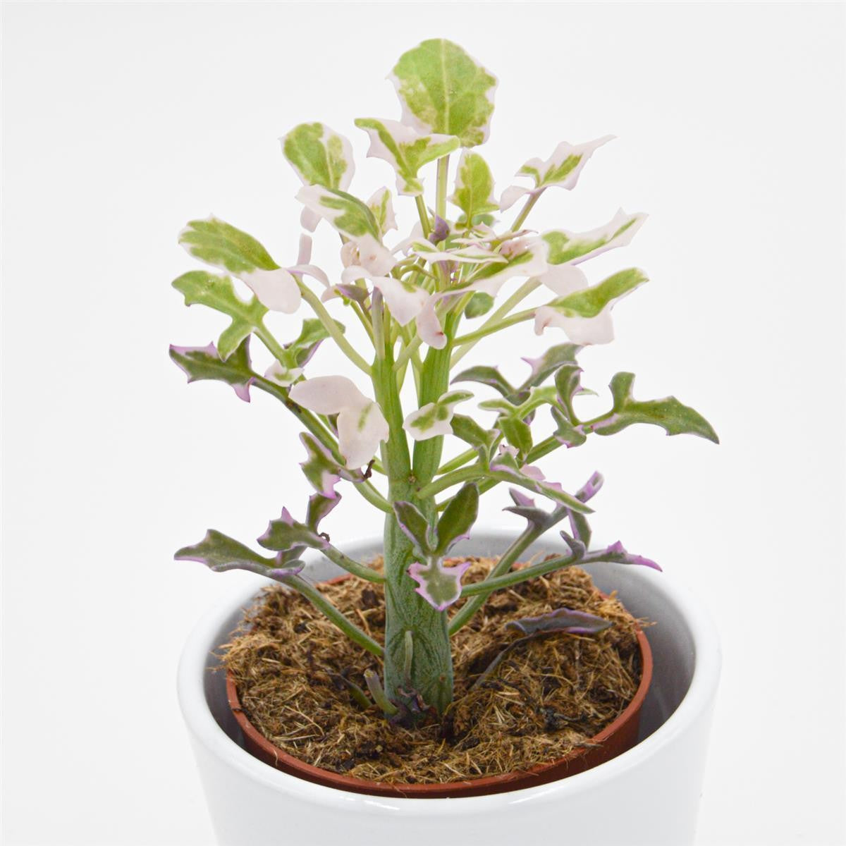 pasiora-senecio-articulatus-f-variegata-sukkulente-8-5cm-topf image 3