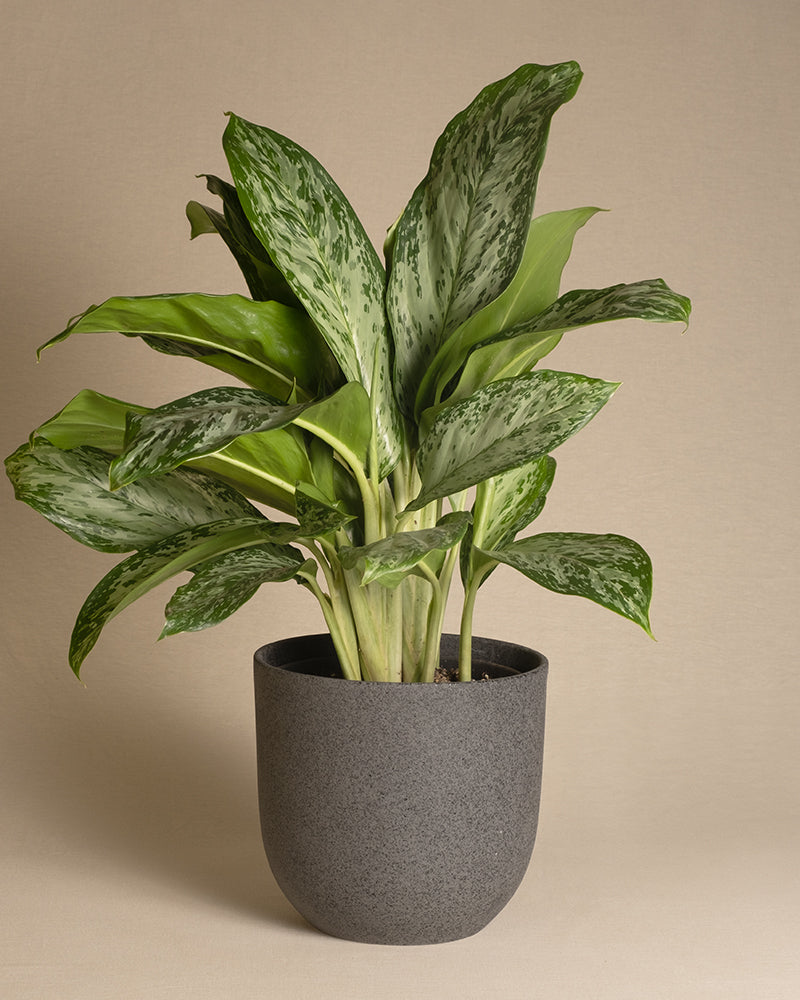 feey-aglaonema-greenlight-zimmerpflanze-50-60-cm image 5