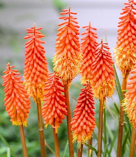 baldur-garten-kniphofia-alcazar-fackellilie-9x9-cm-topf image 4