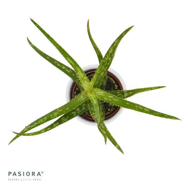 pasiora-aloe-bakeri-sukkulente-6cm-topf image 2