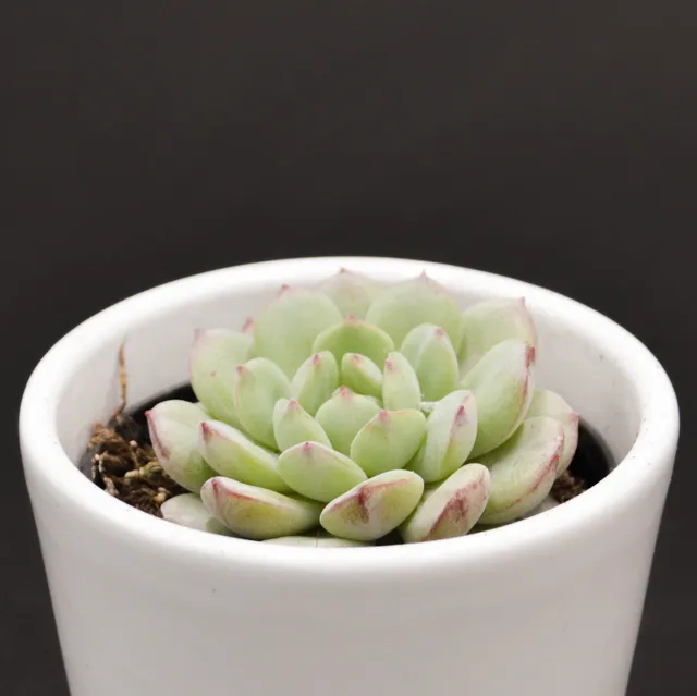 pasiora-echeveria-red-snow-rosetten-sukkulente-6-cm-topf image 1