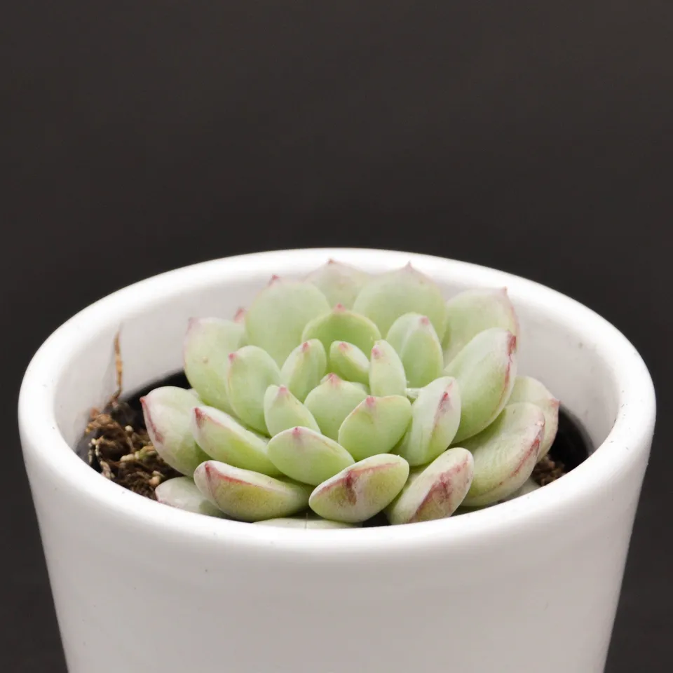 pasiora-echeveria-red-snow-rosetten-sukkulente-6-cm-topf image 1