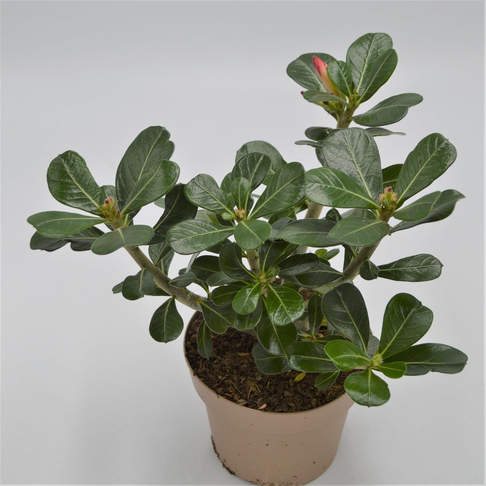 pasiora-adenium-obesum-anouk-w-stenrose-12cm-topf image 1