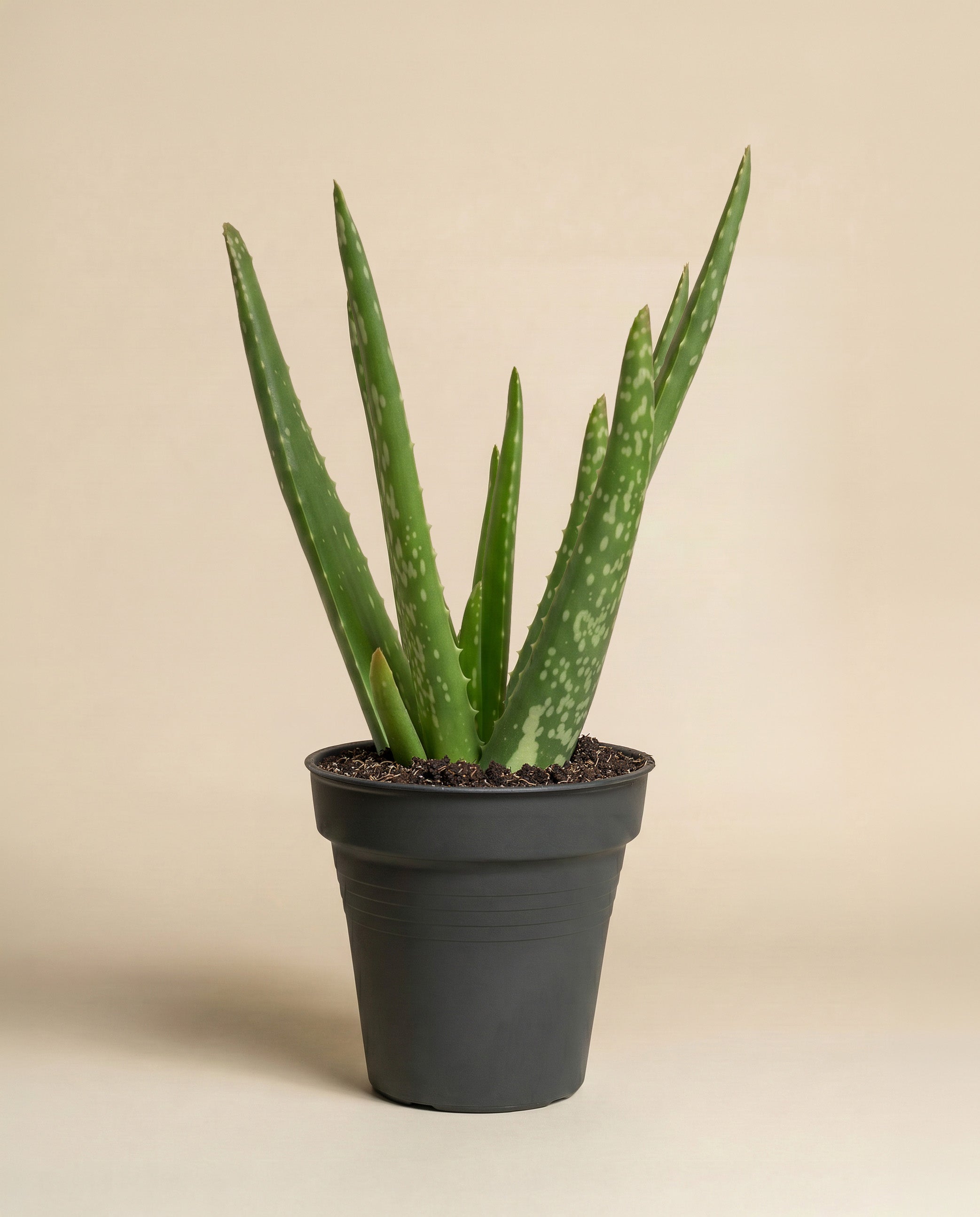 feey-echte-aloe-vera-zimmerpflanze image 3