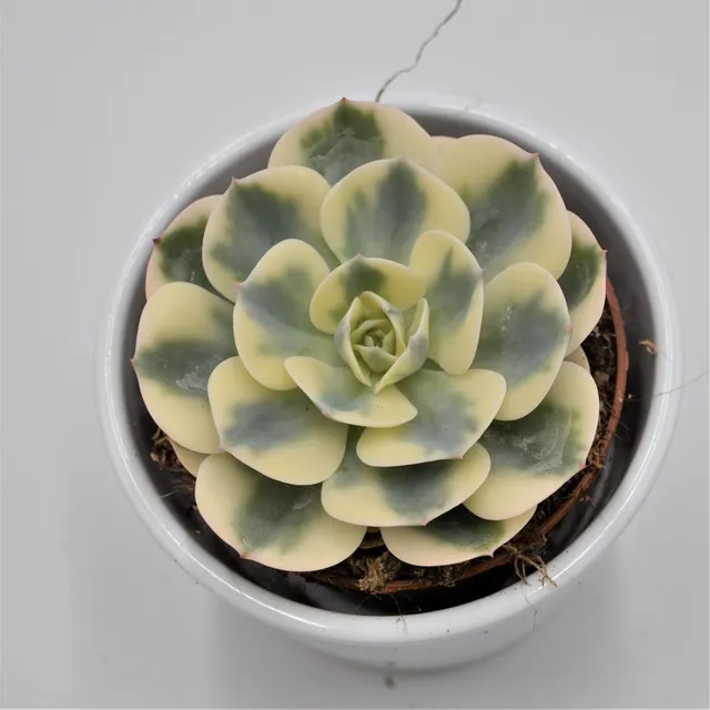 pasiora-echeveria-compton-carousel-sukkulente-8-5cm-topf image 1